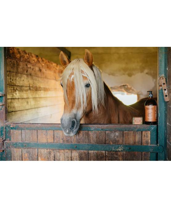 Acheter l'authentique Shampooing à l’huile d’olive 1L CHEVAUX