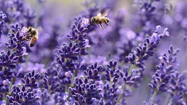 Marius Fabre s'engage pour sauver les abeilles !