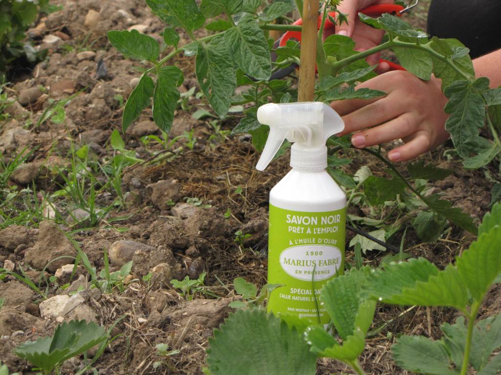Le savon noir pour protéger son jardin et son potager  