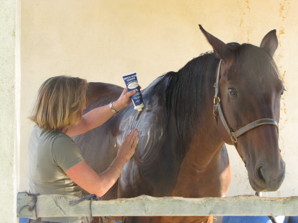 Comment laver les chevaux au savon noir ? 