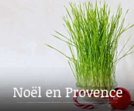 Noël en Provence: le blé de la Sainte Barbe
