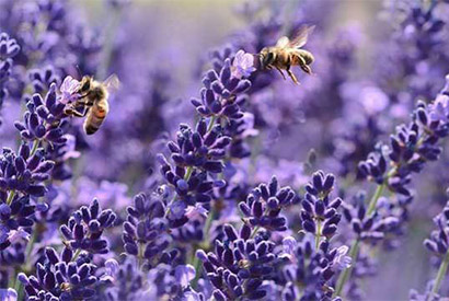 Marius Fabre s'engage pour sauver les abeilles !