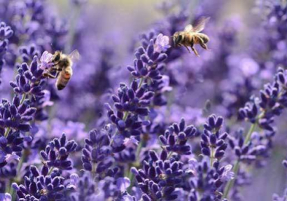 Marius Fabre se compromete a salvar a las abejas !