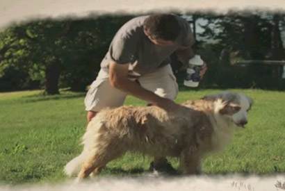 Le savon noir pour laver les chiens et animaux domestiques 